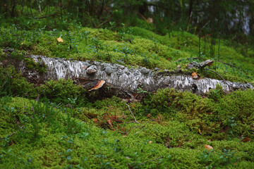 Fototapeta na wymiar Birch trunk of fallen tree with wooden mushrooms lying on green fluffy moss