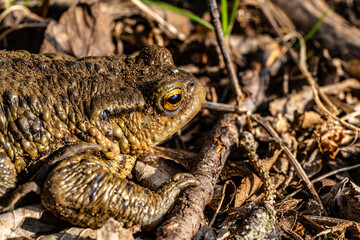 Toad