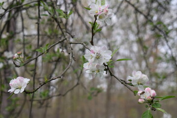 tree blossom