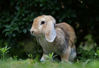lop eared dwarf ram rabbit sitting in bush