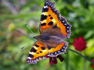 Small tortoiseshell butterfly, Aglais urticae, resting with open wings