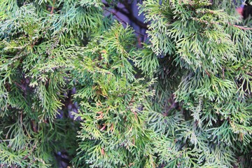 texture: green juniper