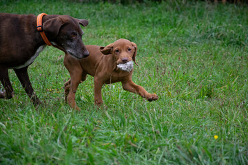 dog running in the grass