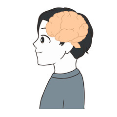 脳の断面図　男の子