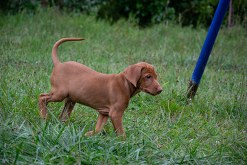 dog in the grass