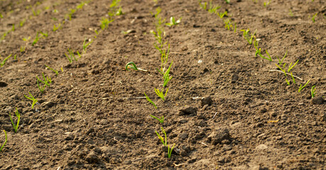 A close-up of a sprout of sprouts lit by the afternoon sun on fertile black soil. Concept agriculture.