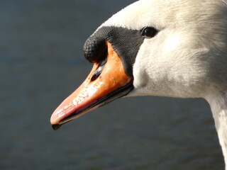 Mute swan (Cygnus olor) close up of swan's head with orange beak, Gdansk, Poland