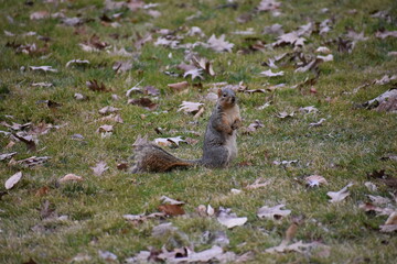 squirrel in the grass