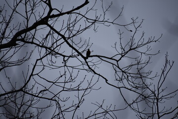 Fototapeta na wymiar branches against the sky