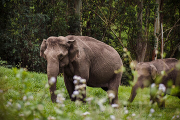 Elephant family in wild nature walking near the forest
