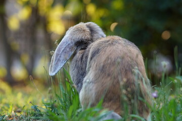 lop rabbit from behind sitting on meadow