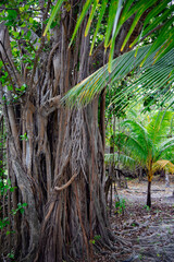 Tropical forrest on the island