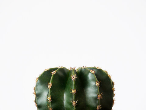 Cactus Echinopsis Eyriesii side view
