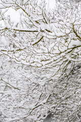 Winter pattern and texture, leafless tree covered in snow as a nature background
