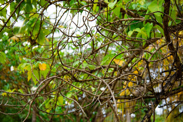 Tropical forrest on the island