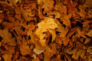 beautiful autumn background from fall oak leaves. bright oak leaves natural autumn texture. fall season backdrop for design.