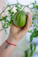 Miniature watermelon grown in the home, held in hand