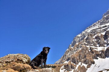 black big dog sitting on the mountain under the blue sky