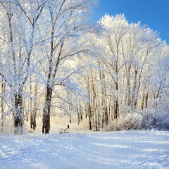 Beautiful winter park, trees in hoarfrost, sunset