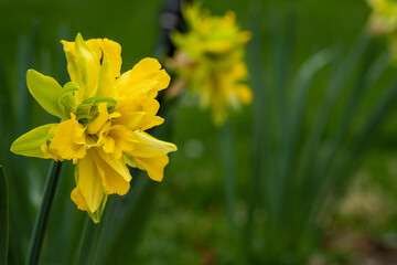 Yellow Daffodil blooming in the spring