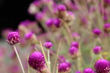 thistle flower