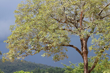 Fototapeta premium blooming tree