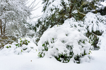 Camelia bush weighed down in heavy wet fresh snowfall in a backyard garden
