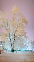 Fototapeta premium Beautiful trees in the frost, evening
