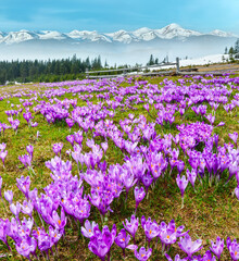 Colorful blooming purple Crocus heuffelianus (Crocus vernus) alpine flowers on spring Carpathian mountain plateau valley, Ukraine, Europe. Beautiful conceptual spring landscape.