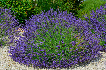 lawenda wąskolistna - lavender - Lavandula angustifolia,  mediterranean garden, ogród prowansalski	 - obrazy, fototapety, plakaty