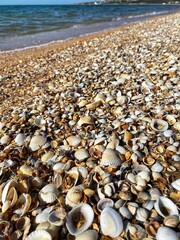 shells on the beach