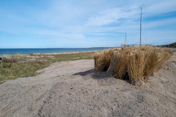 some  bunches of dune grass stand next to each other in the dune sand to be transplanted later on