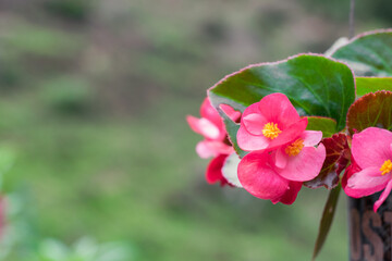 Begonia semperflorens, flower of fuchsia petals and yellow pistil native to Brazil