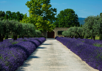lawenda wąskolistna - lavender	- Lavandula angustifolia, mediterranean garden, ogród prowansalski	 - obrazy, fototapety, plakaty