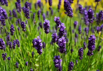 lawenda wąskolistna - lavender	- Lavandula angustifolia