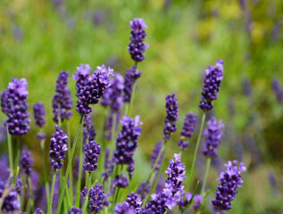 lawenda wąskolistna - lavender	- Lavandula angustifolia
