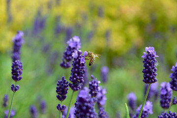 lawenda wąskolistna - lavender	- Lavandula angustifolia - pszczoła na lawendzie - bee