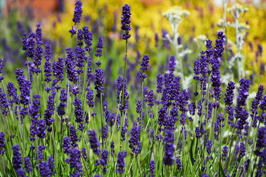 lawenda wąskolistna - lavender	- Lavandula angustifolia, kocanka - Helichrysum, lavender on a yellow background