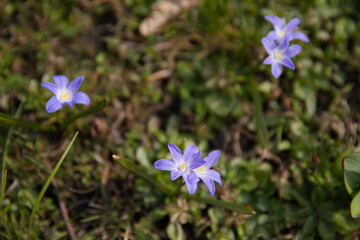 Closeup view of the small blue flowers in the natural background in the forest.
