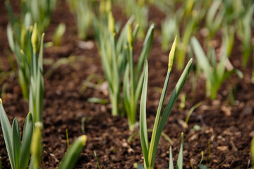 flower ready to bloom in early springtime on the garden ground