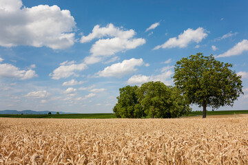 Landschaft mit Walnussbäumen