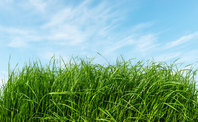 Green section of a grass under blue sky