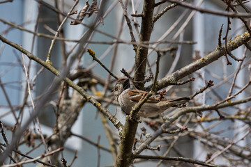 Spring. A sparrow collects last year's dry grass to build a nest.
