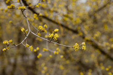 Fresh natural yellow buds on the tree brunch growing in the natural park in the forest. Real colors