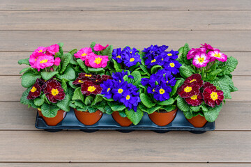 Flat of colorful primroses ready to plant, pink, red, and blue with yellow centers, spring flowers

