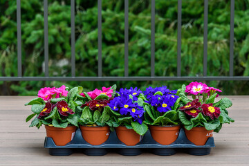 Fototapeta na wymiar Flat of colorful primroses ready to plant, pink, red, and blue with yellow centers, spring flowers 