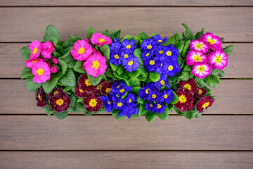 Flat of colorful primroses ready to plant, pink, red, and blue with yellow centers, spring flowers
