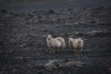 Islandia - Iceland  © jacek swiercz