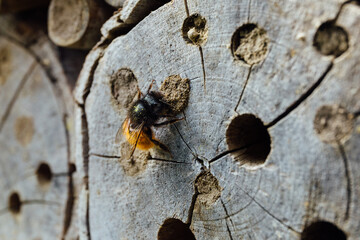 Osmia Cornuta, a specie of solitary bees, on a wooden nesting site.
