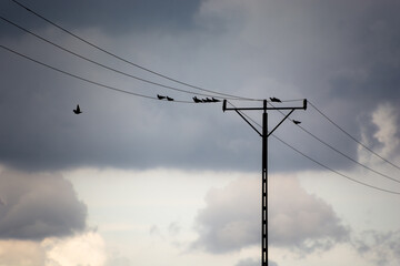 sylwetka słupa energetycznego na tle nieba, ptaki siedzące na przewodach